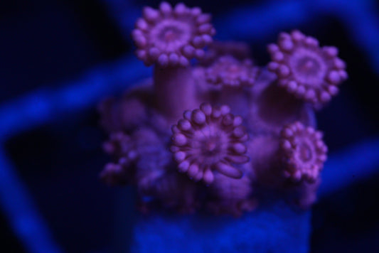 Goniopora
