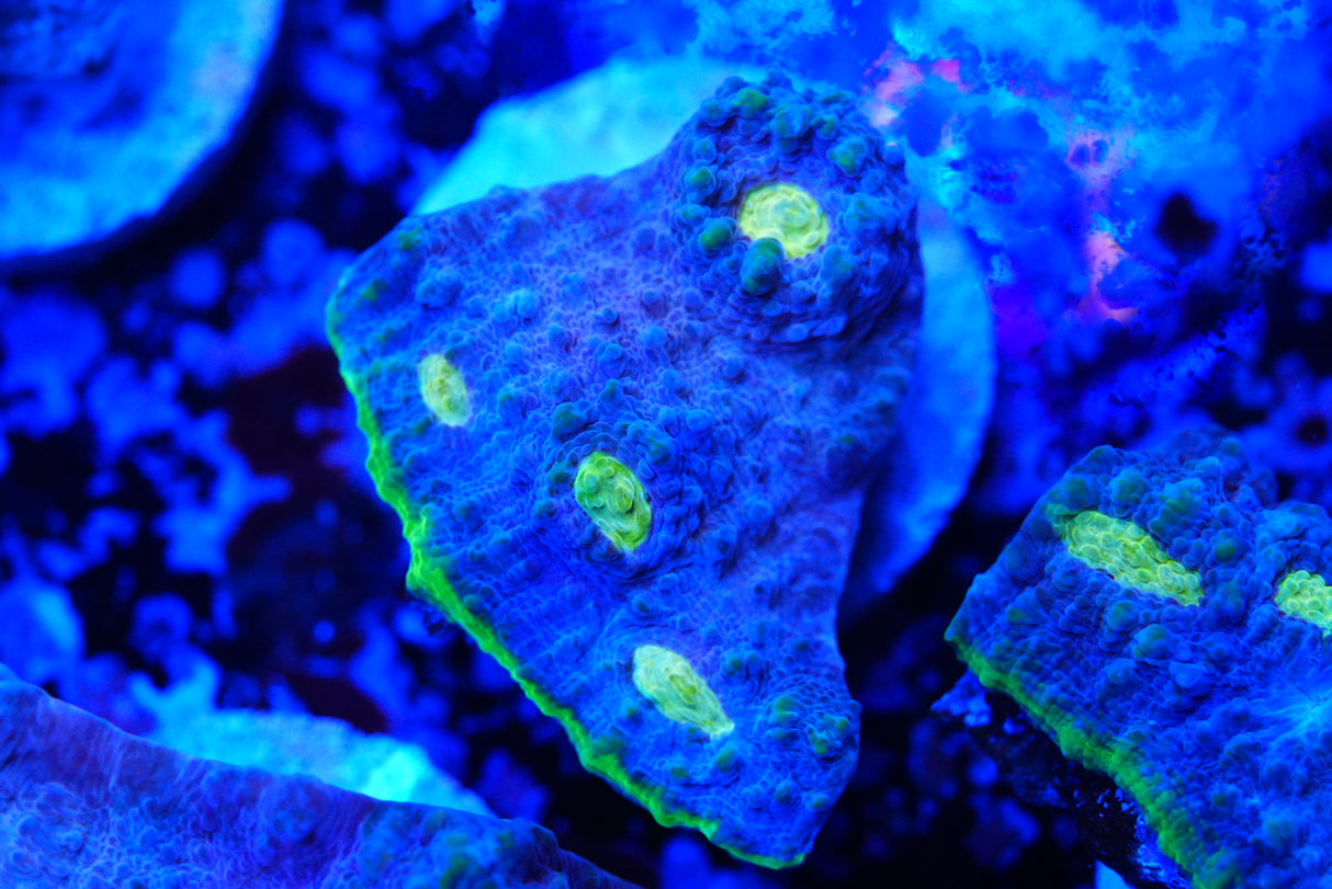 Jelly bean Chalice frags