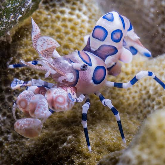 Harlequin Shrimp