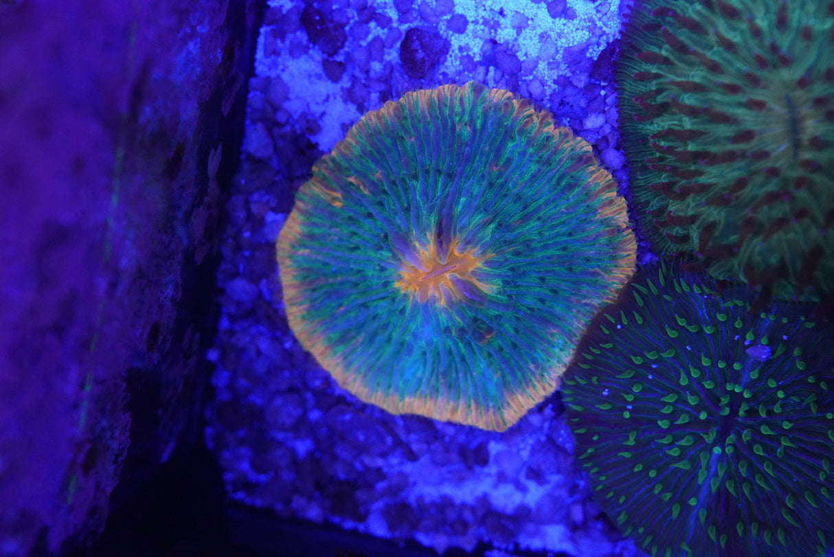 Fungia plate coral