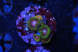 GMK zoa