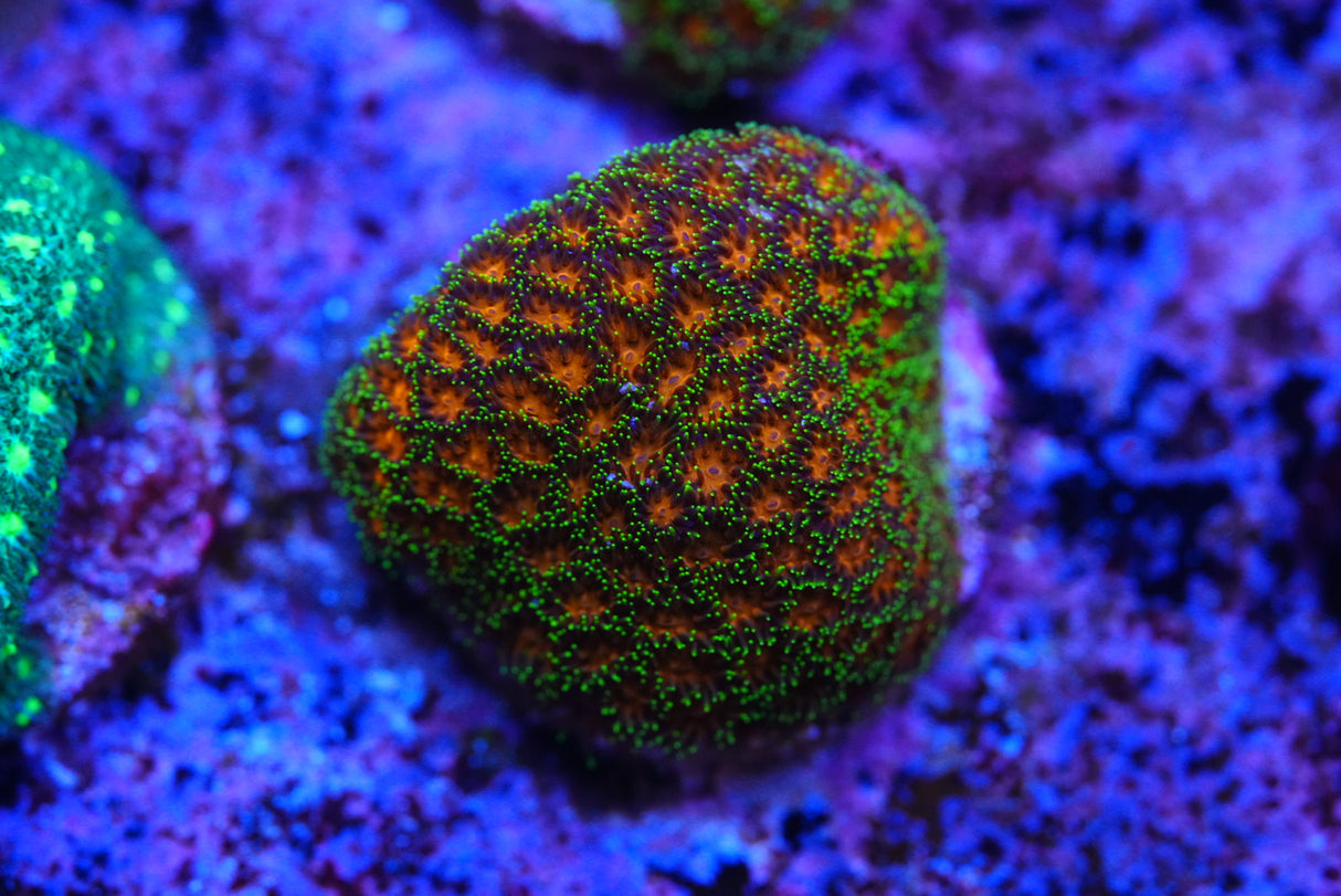 Rainbow leptastrea