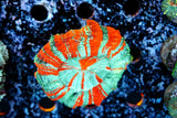 Rainbow Acanthos