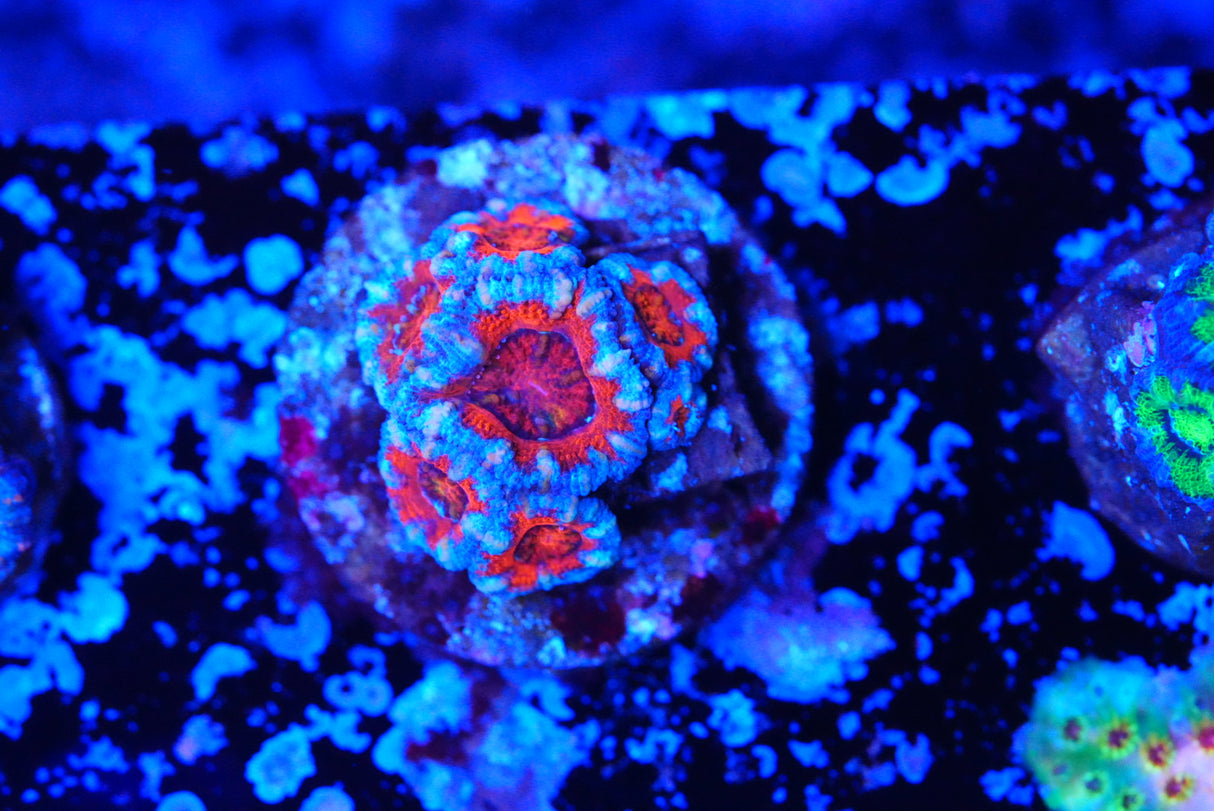 TMC cultured acan