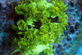 catalaphyllia