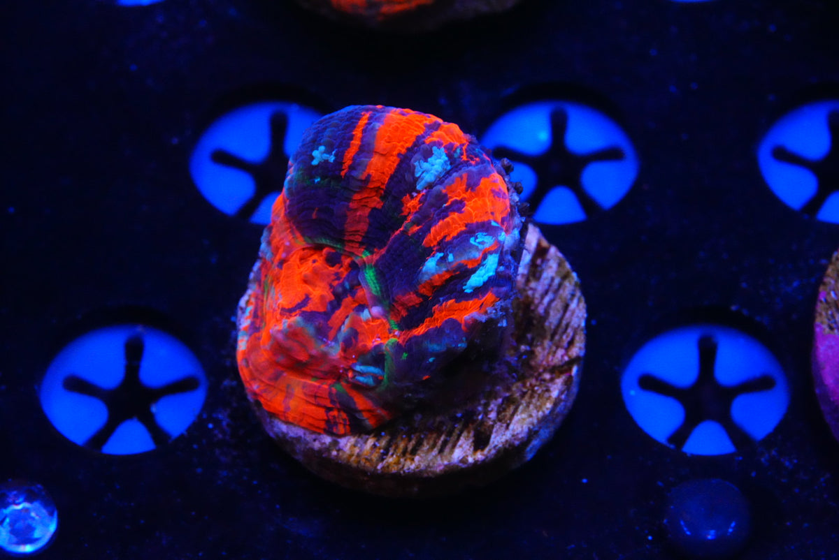 TMC cultured scolymia warpaint