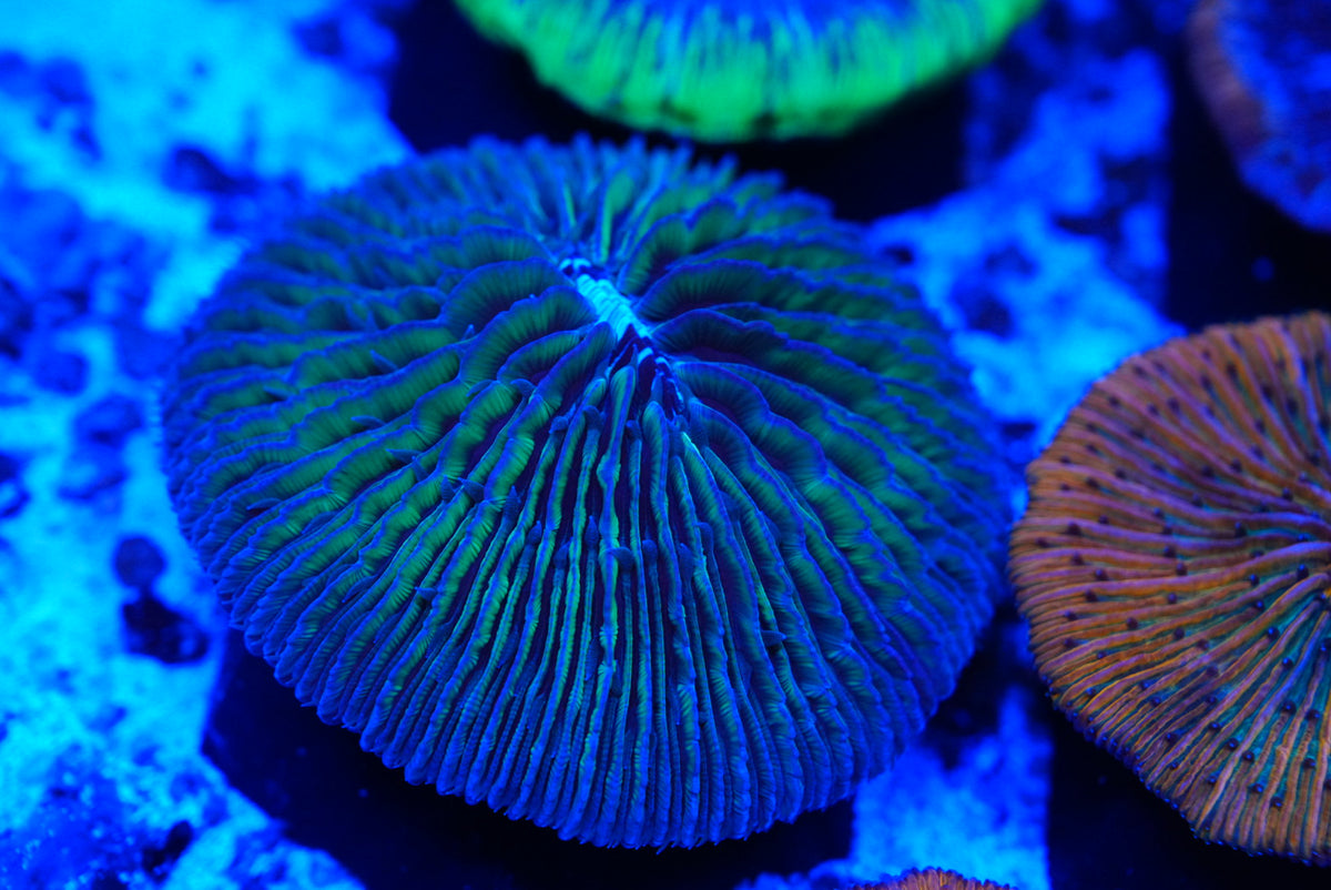 Ultra rare Fungia plate coral