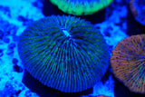Ultra rare Fungia plate coral