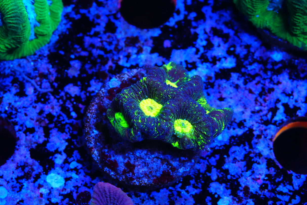 Goniastrea