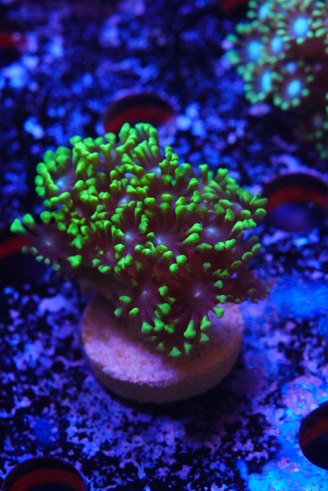 ultra green Alveopora