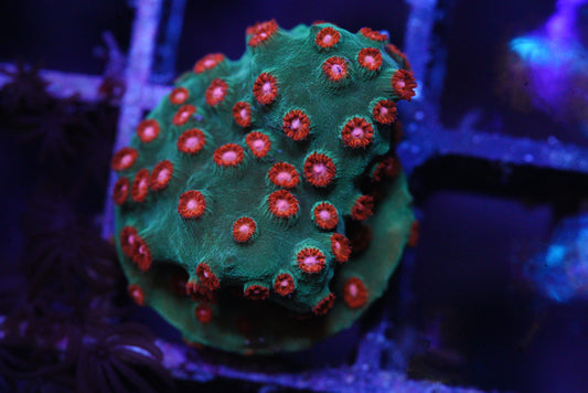 Jingle bells cyphastrea