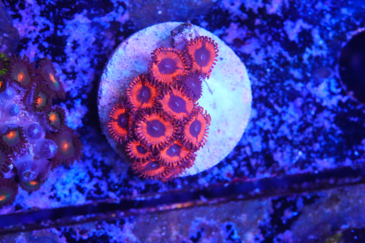 ZOA