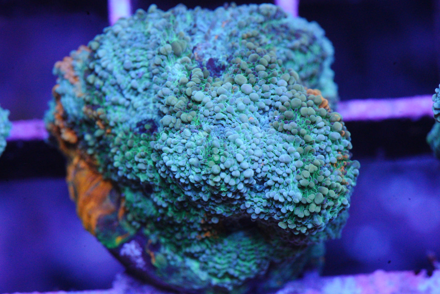 Acan echinata