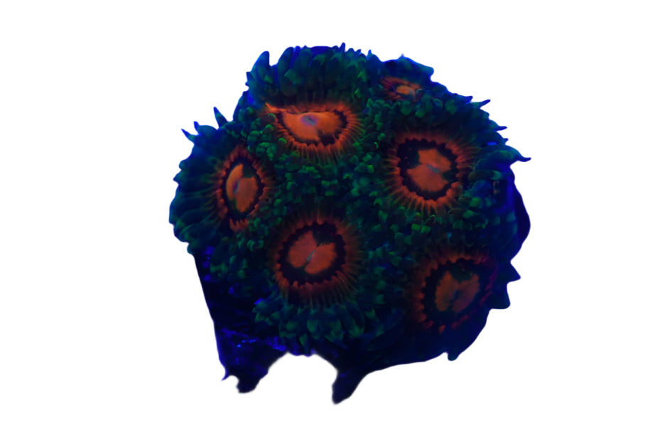 RAINBOW INCINERATORS