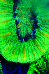 Yellowstreak Trachy wysiwyg