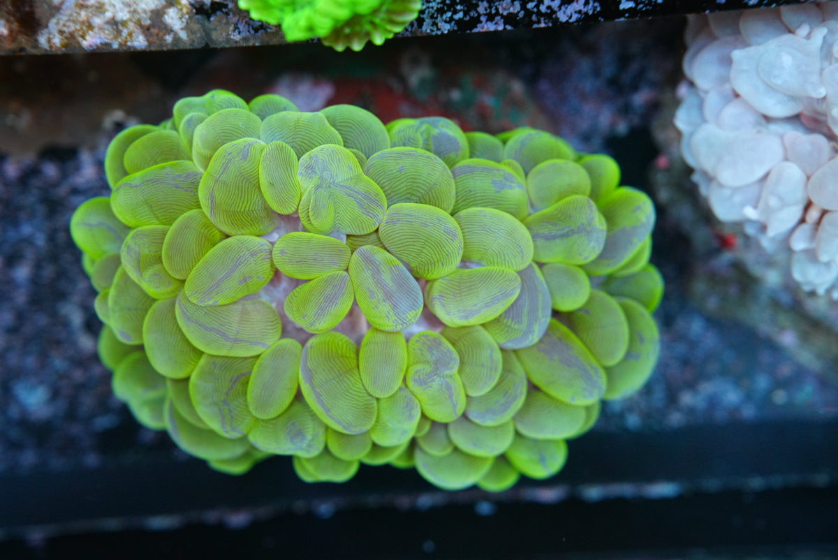 Toxic green marble! bubble coral