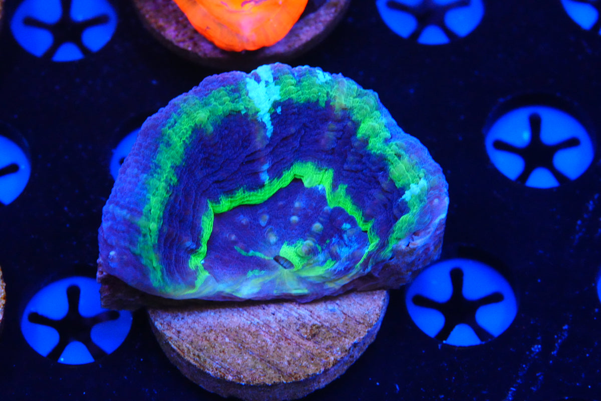 TMC cultured scolymia UFO