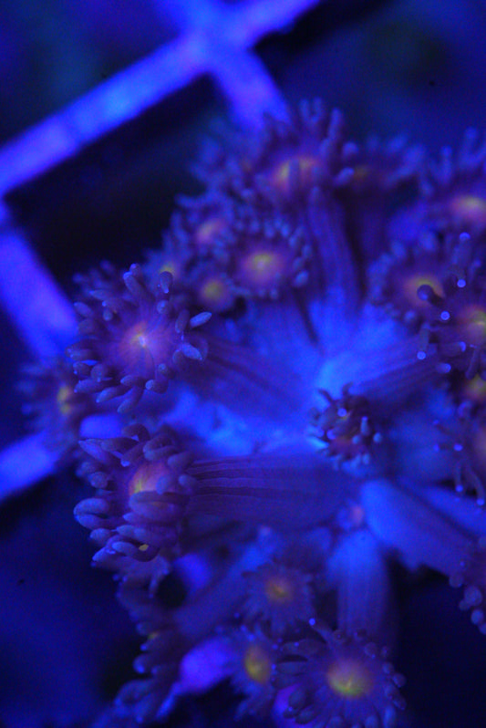 Goniopora