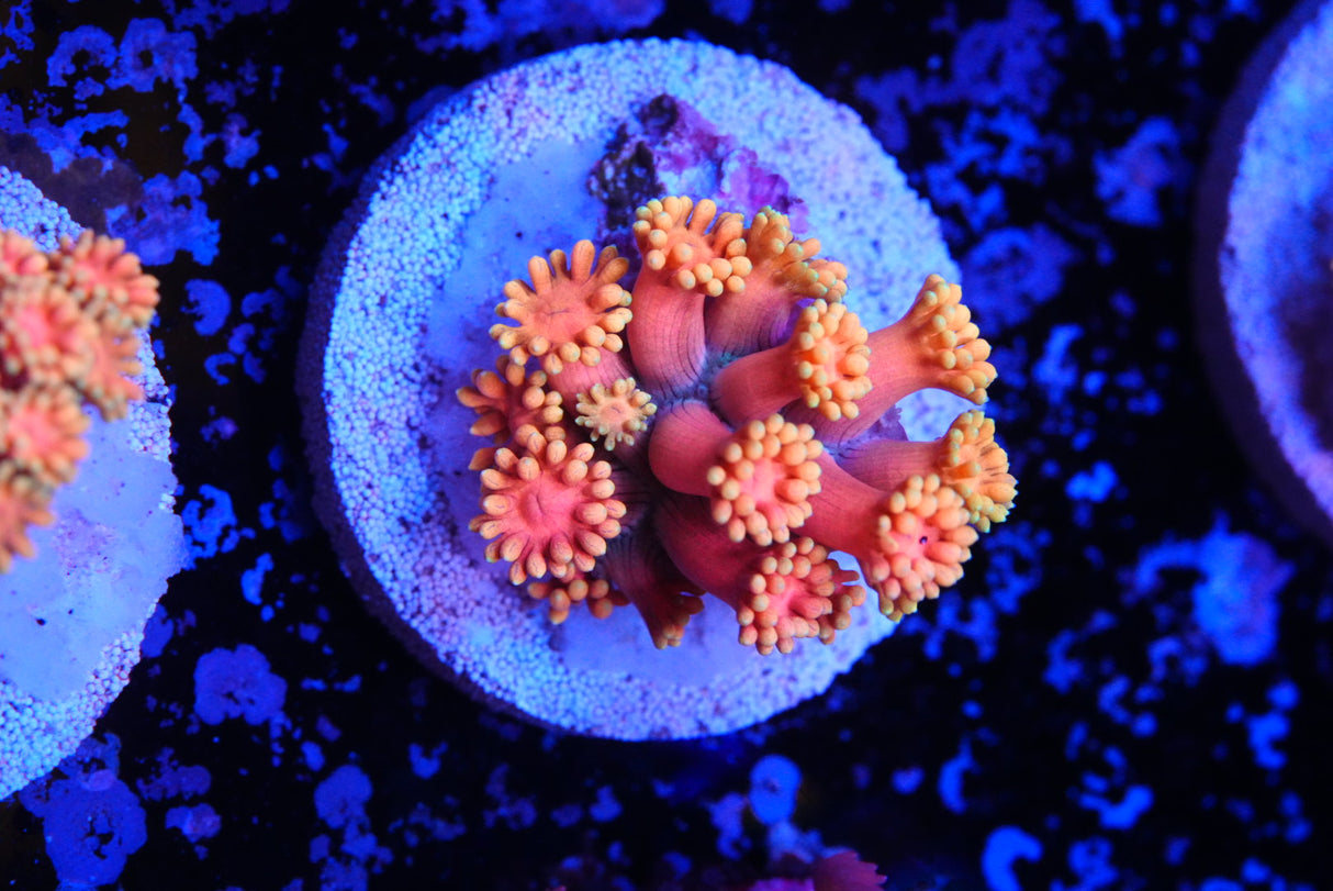 Ultra/rainbow Goniopora