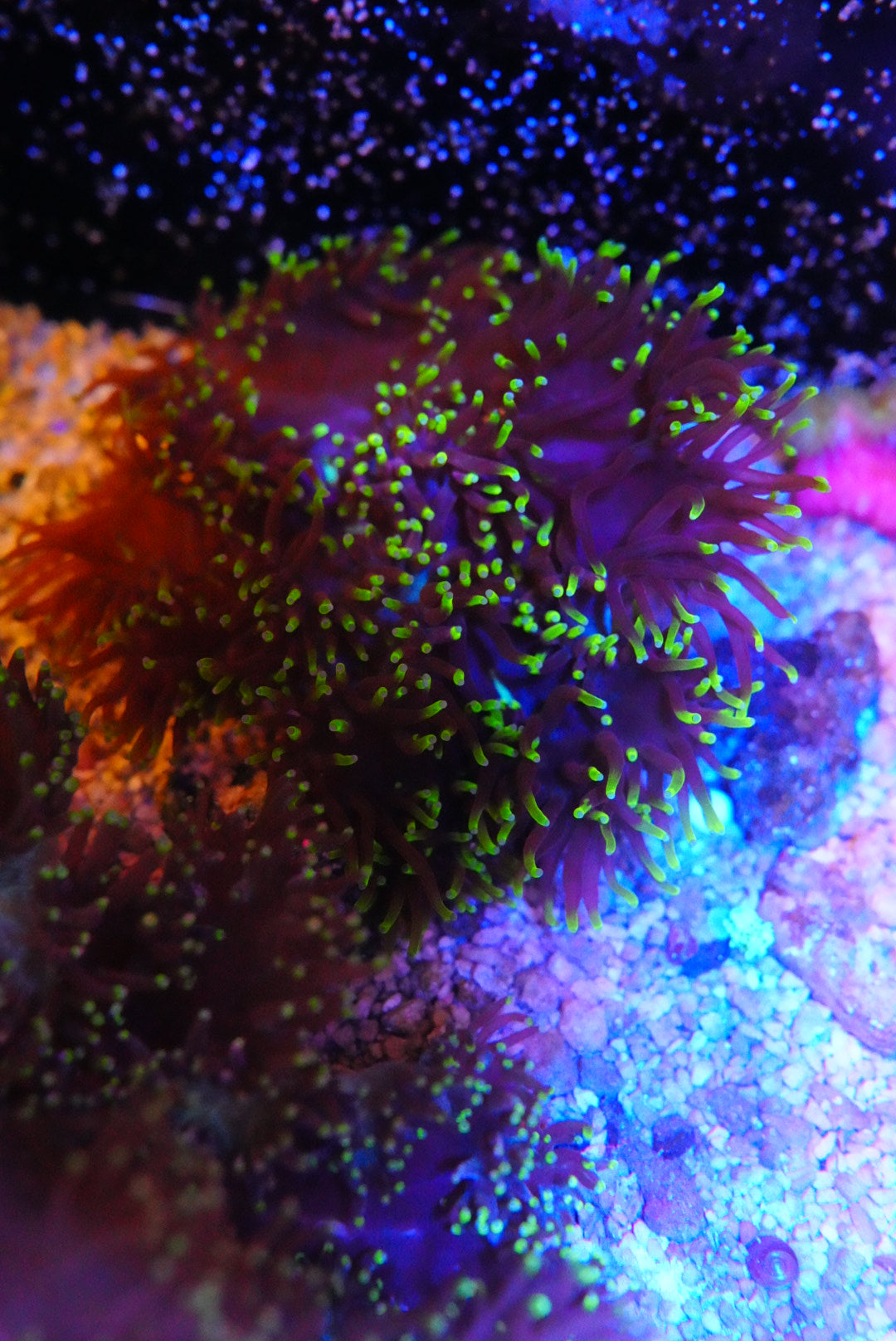 Gold tip black catalaphyllia