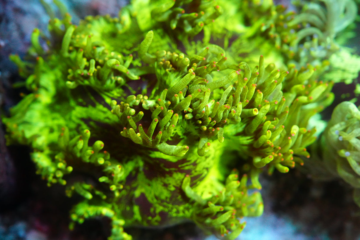 catalaphyllia