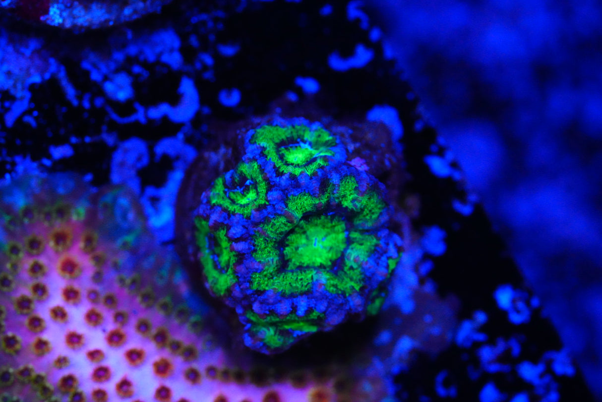 TMC cultured acan