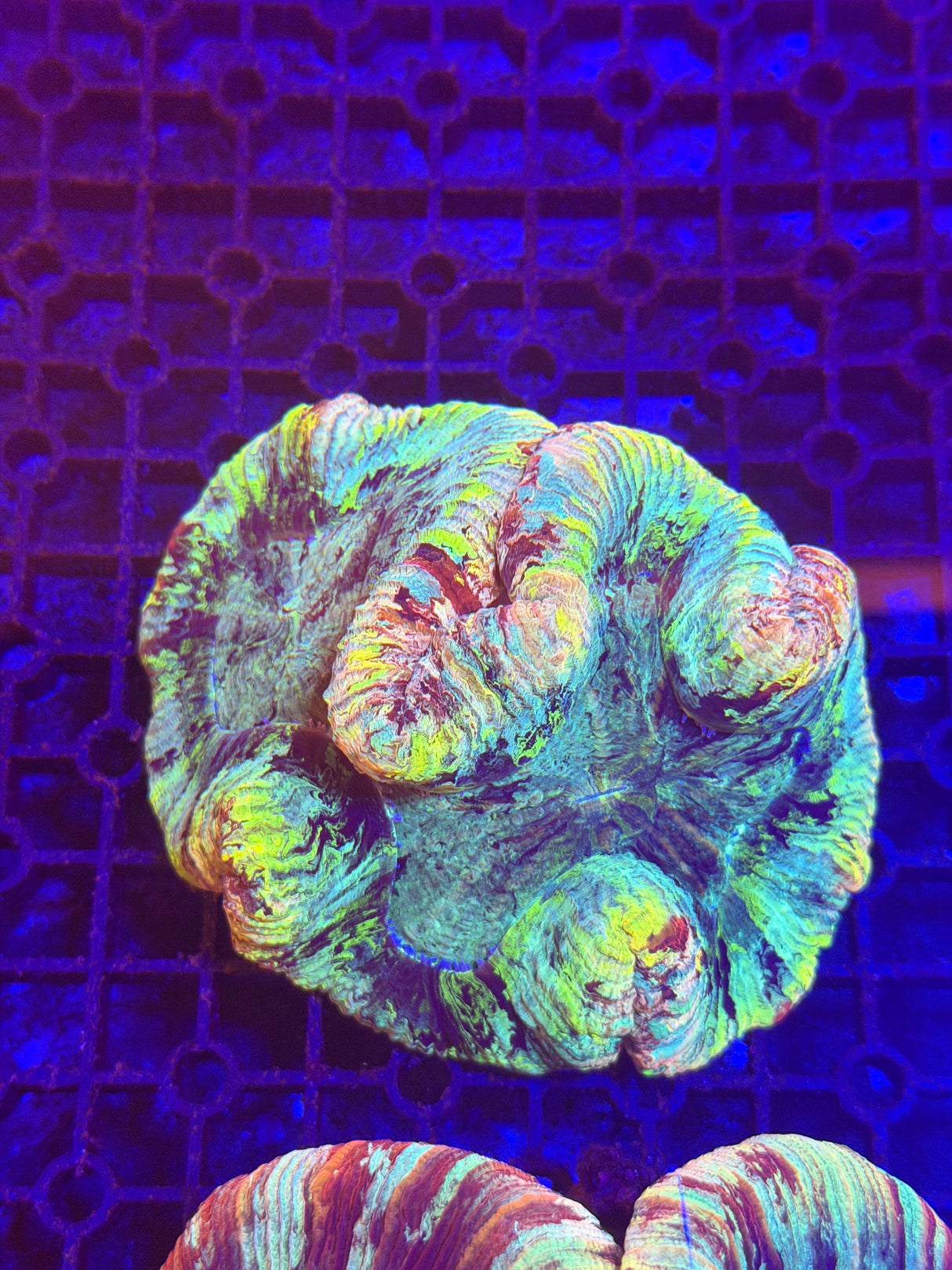 WF master Tracy wysiwyg