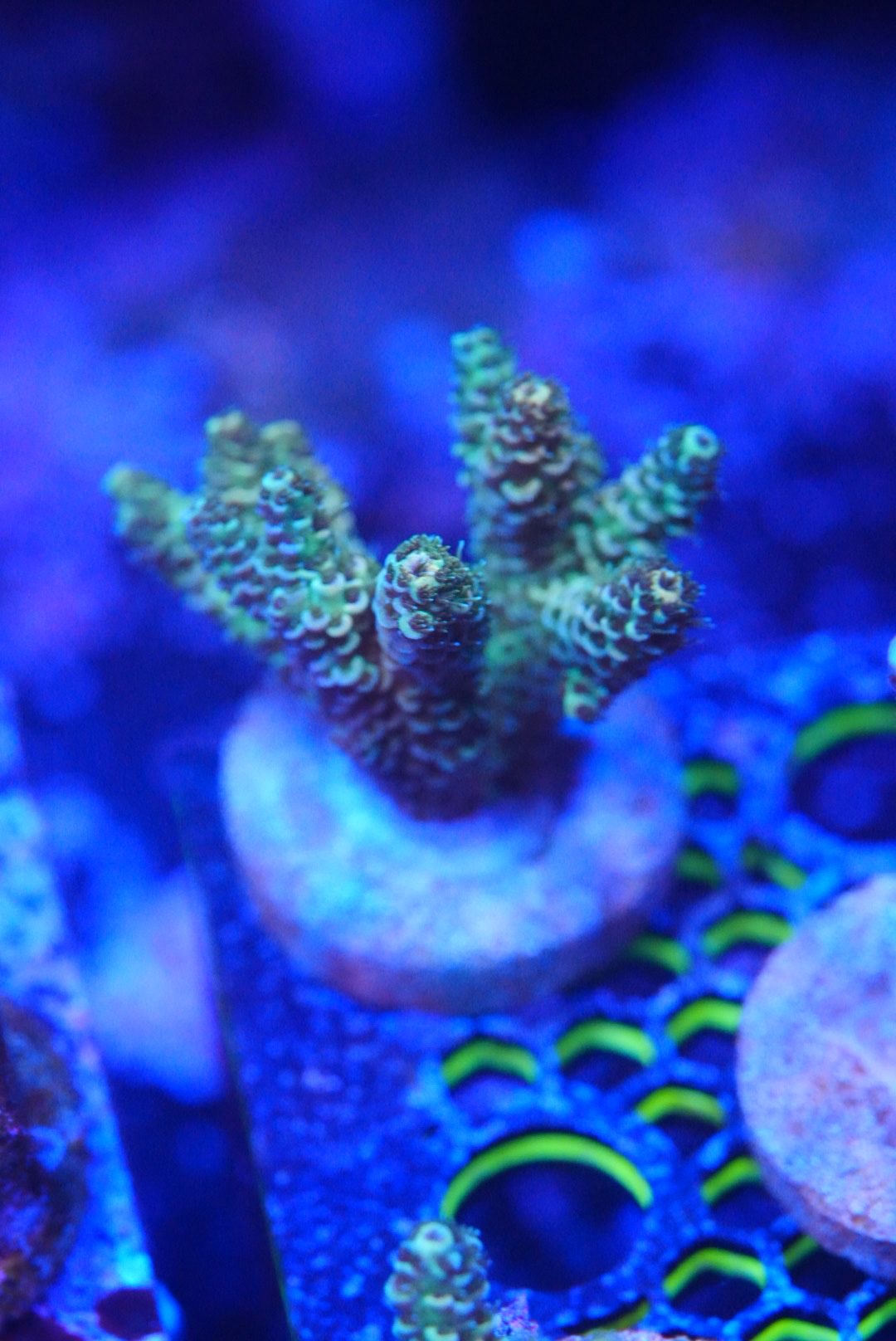 Acropora frags