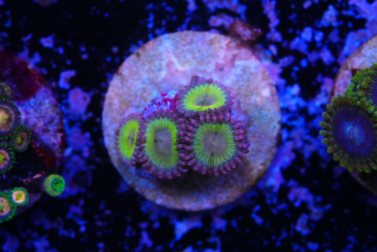 Chiquita Zoas