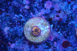 stratosphere zoa 1 head
