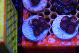 Zoa mix deal!