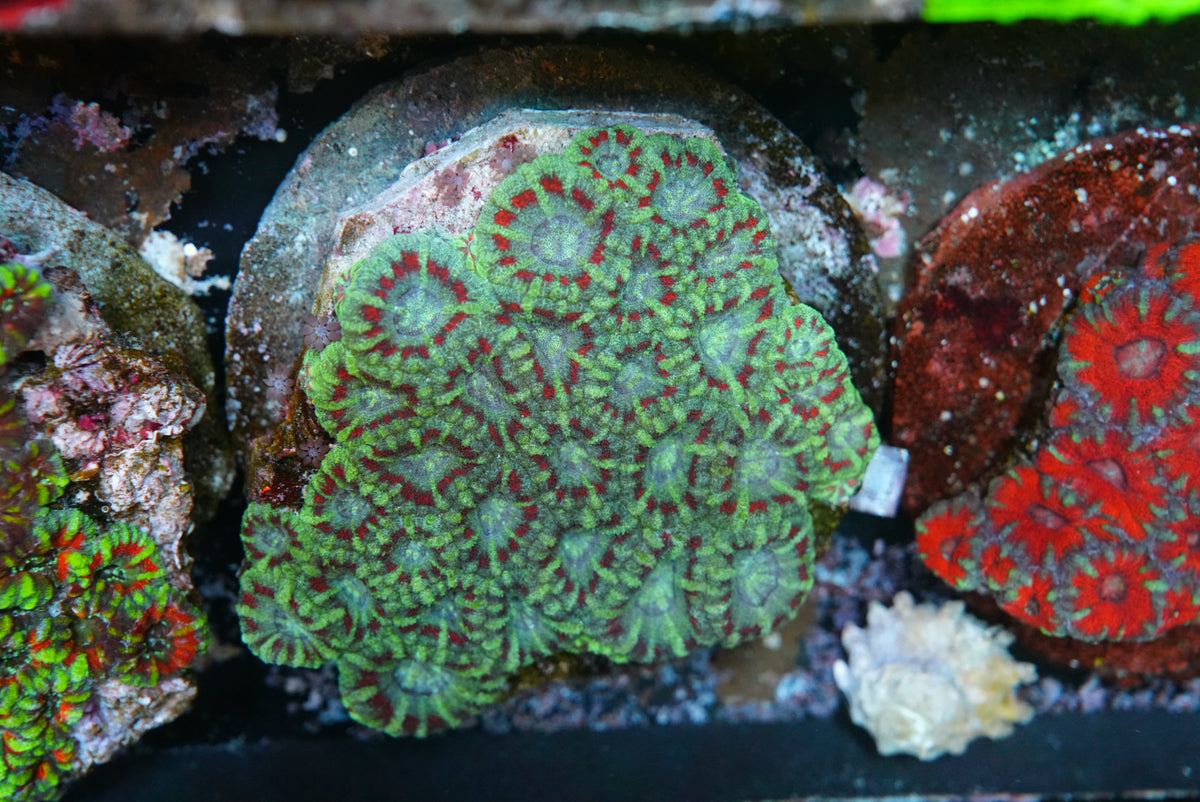 Large acan colony