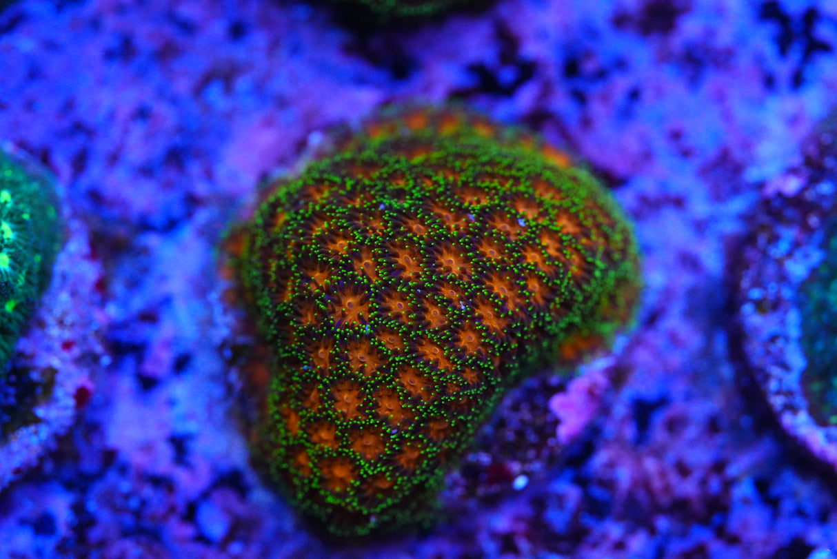 Rainbow leptastrea