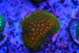 Rainbow leptastrea