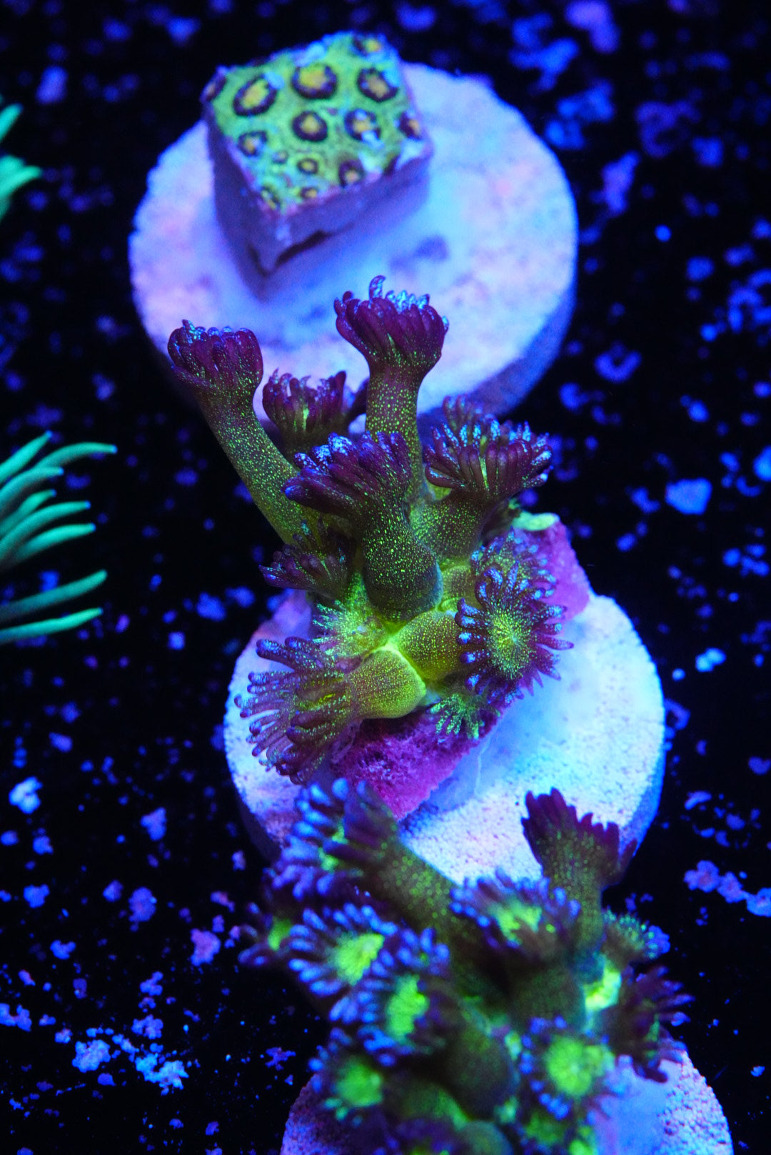 Blueberry glitter goniopora