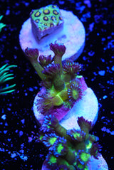 Blueberry glitter goniopora