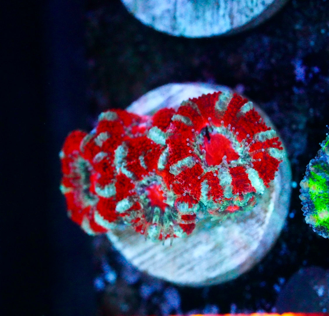Cultured aussie acan