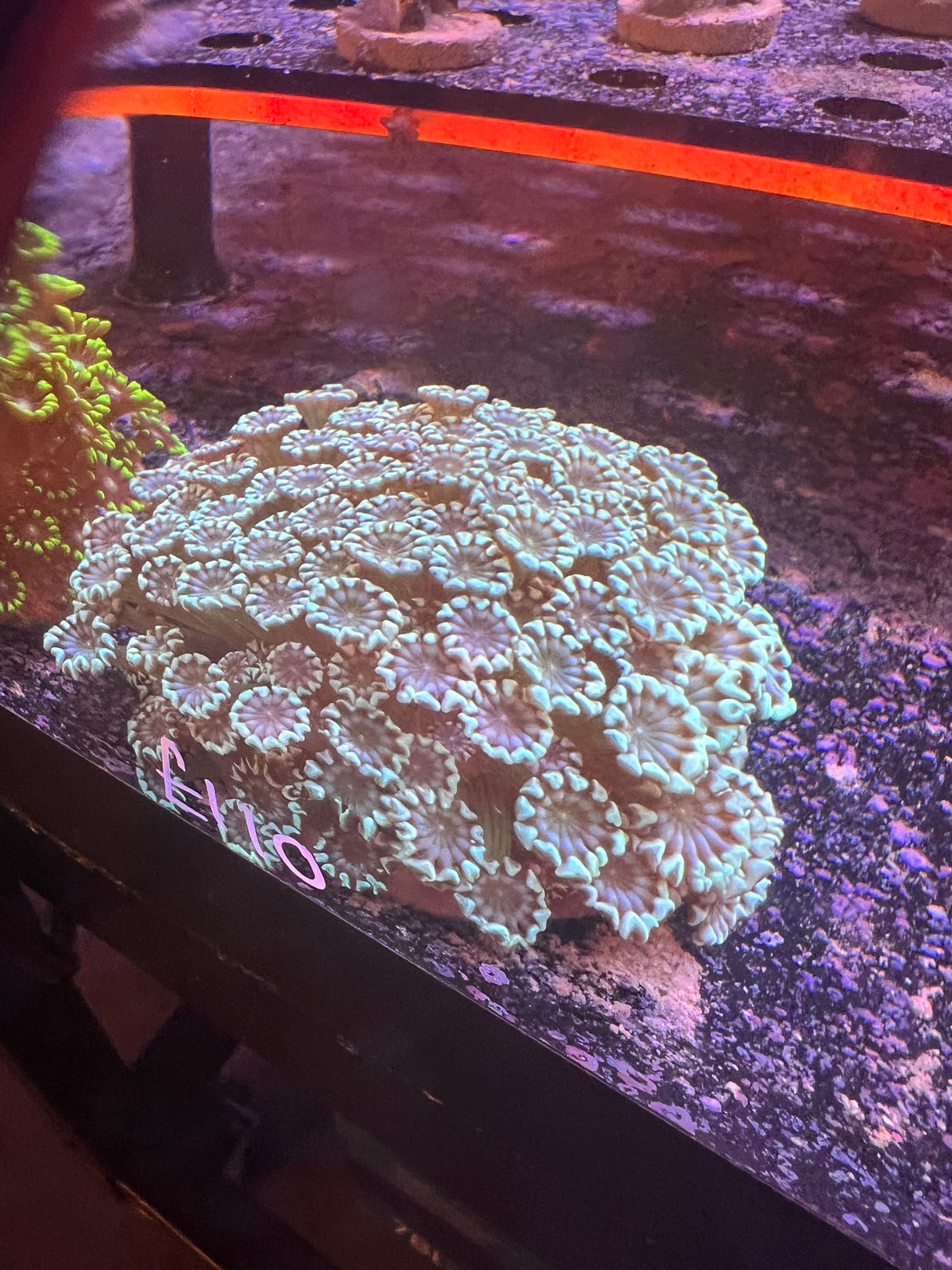 Large ultra Alveopora colonie