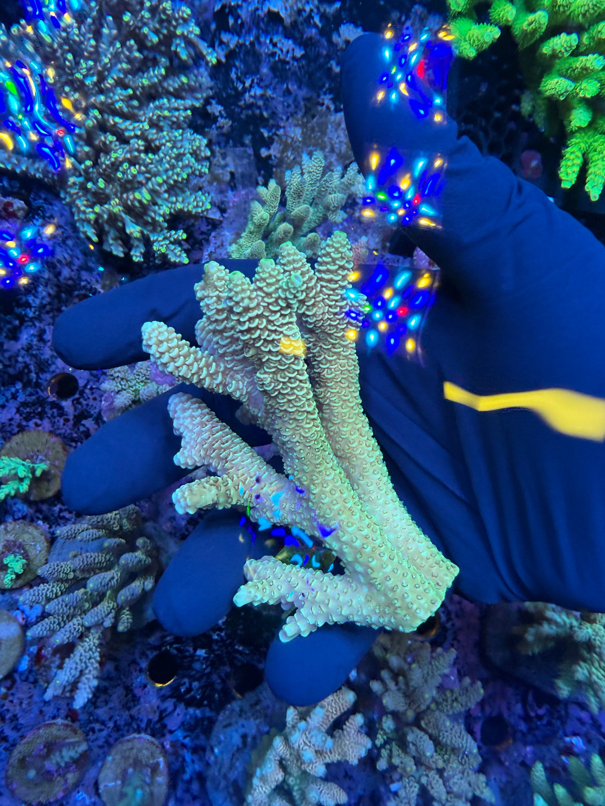 Aussie ultra colonies M