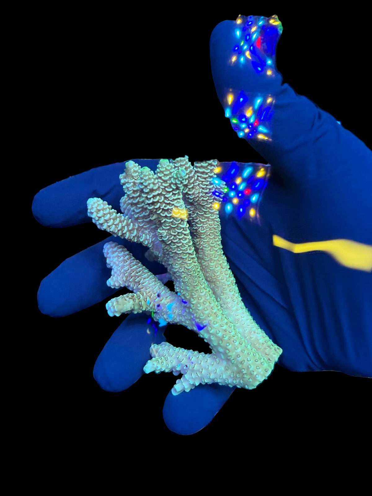 Aussie ultra colonies M