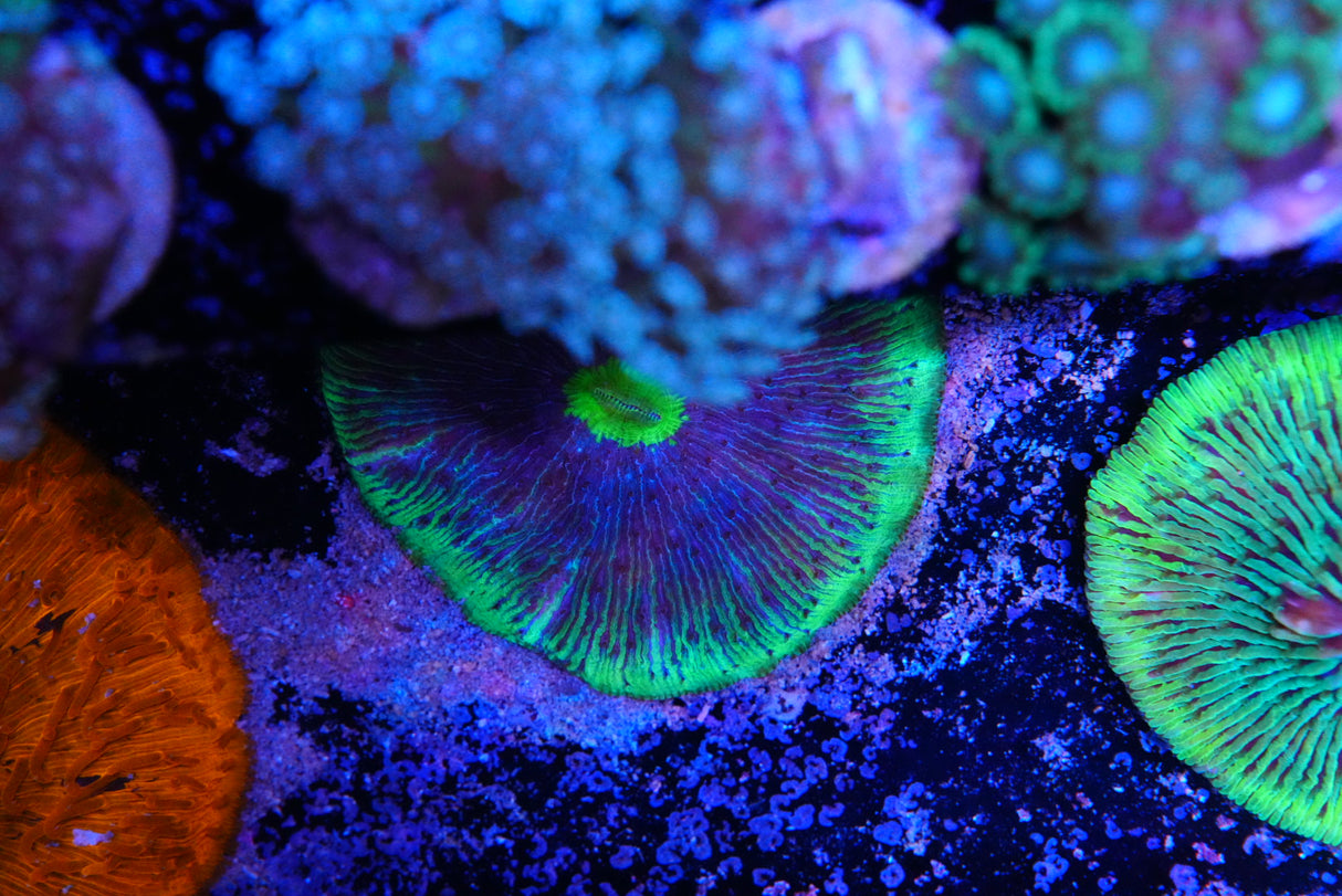 Fungia plate coral
