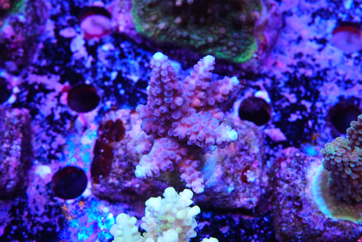 Acropora