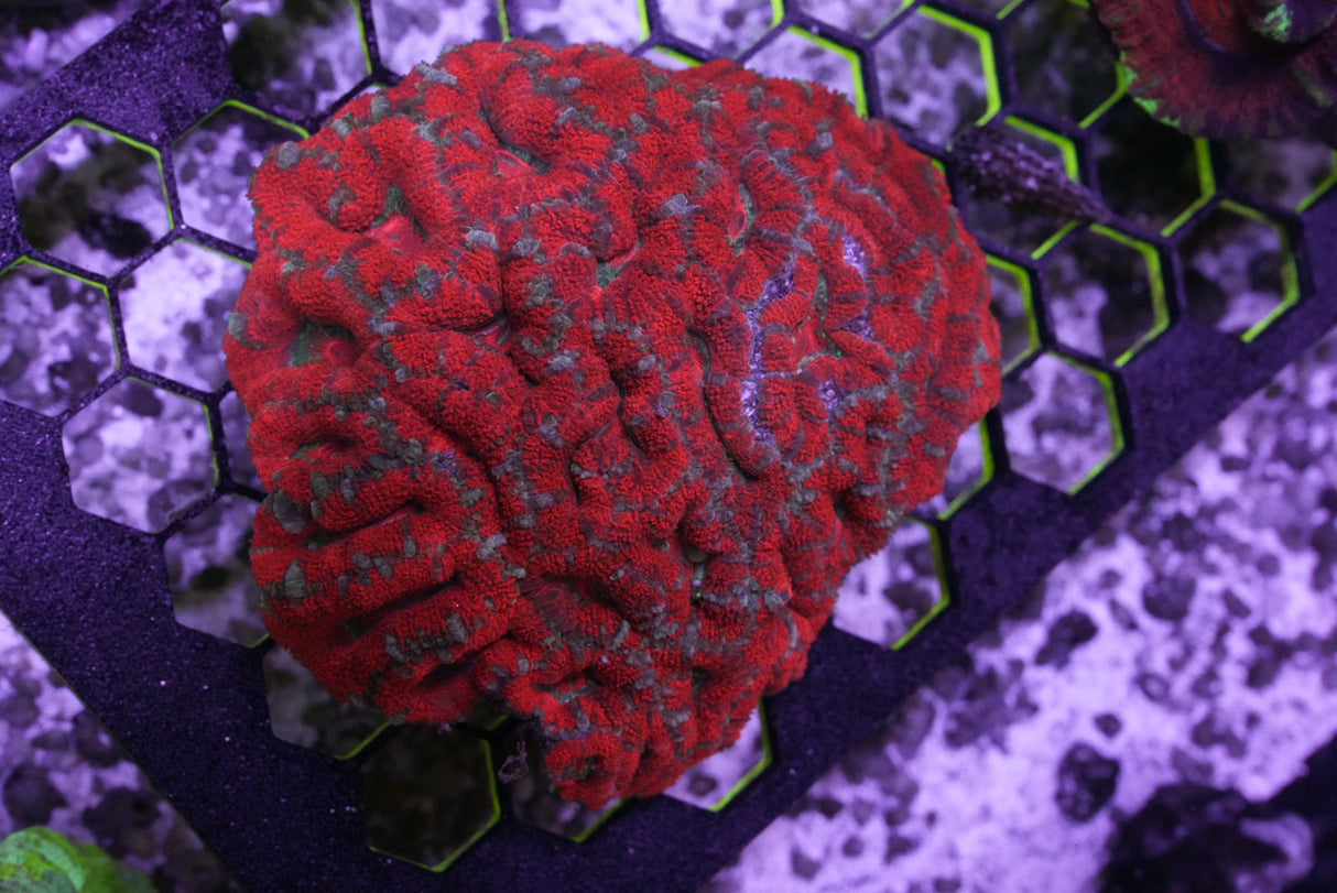 acan colony