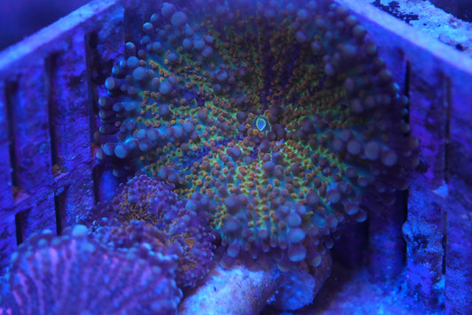 Rainbow Yuma ricorida