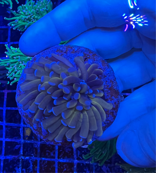 WYSIWYG  24k Torch coral