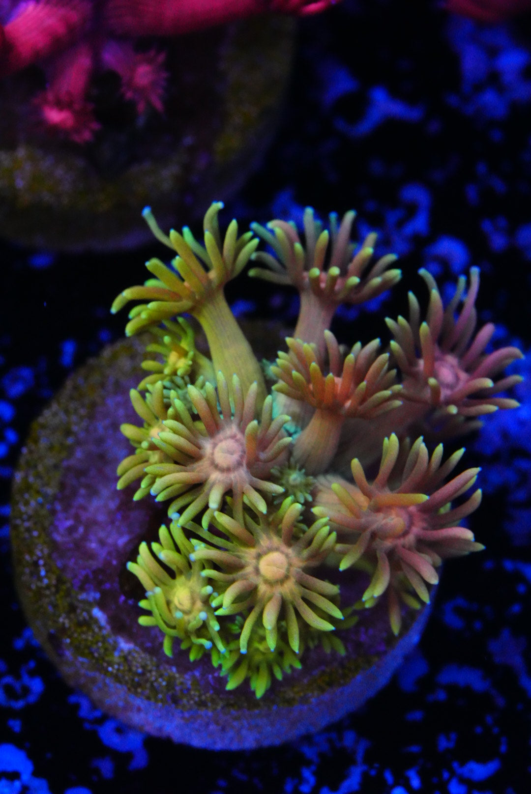 Ultra/rainbow Goniopora l