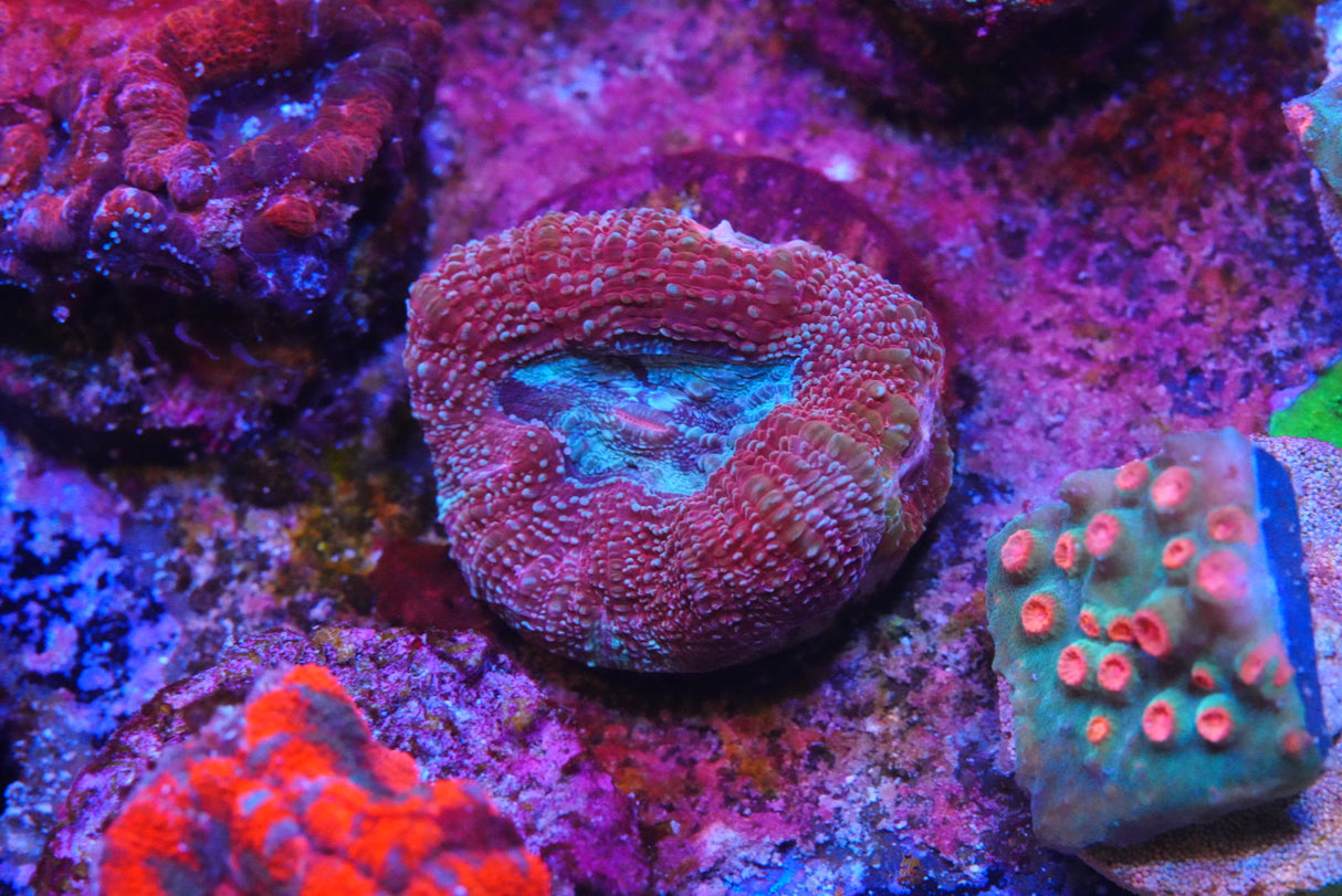 acan bowerbanki