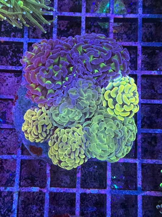 hammer garden
