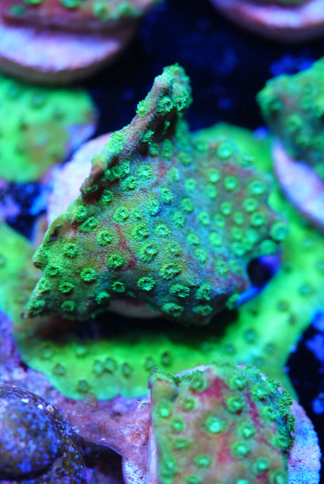 Bleeding Cyphastrea