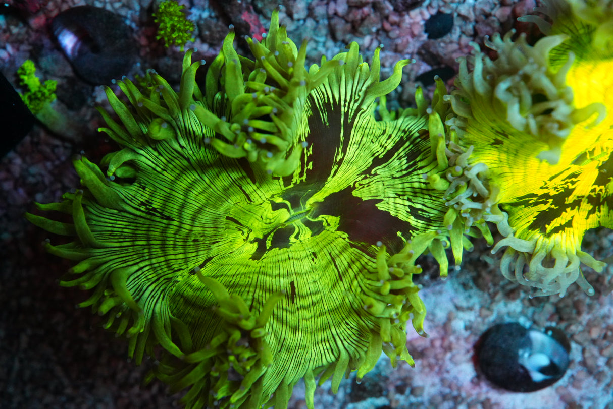 catalaphyllia